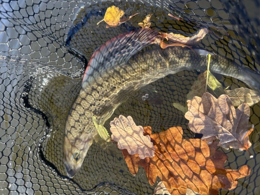 Abernant grayling - MB from Abergavenny